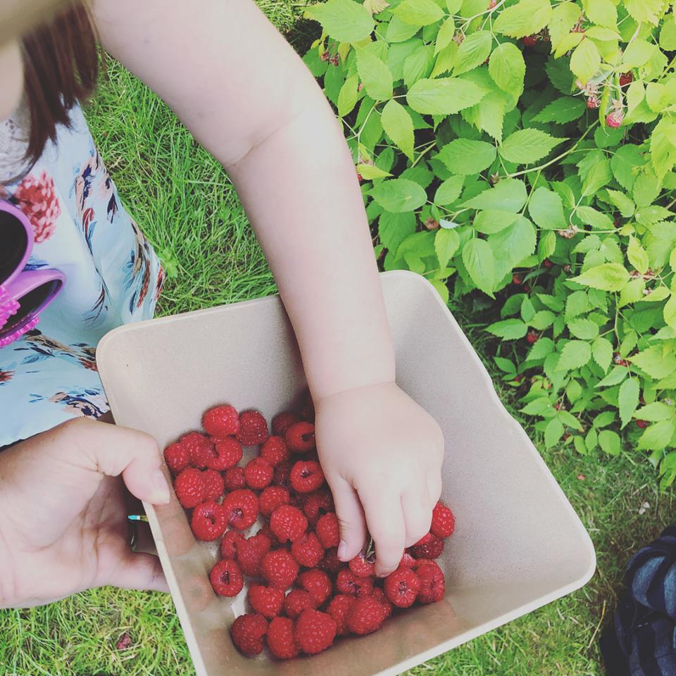 A child picks berries places them in a container