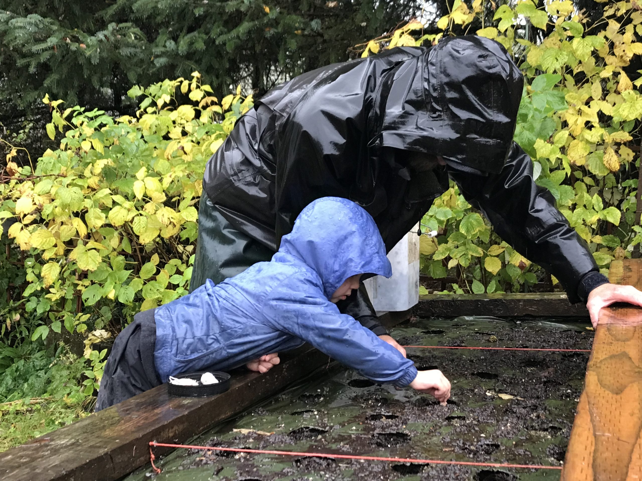 An adult and child plant garlic in a raised garden bed