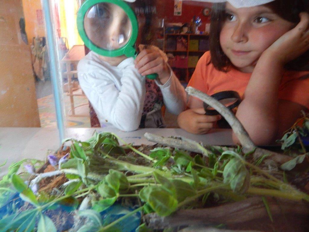 Children look at a terrarium with magnifying glasses