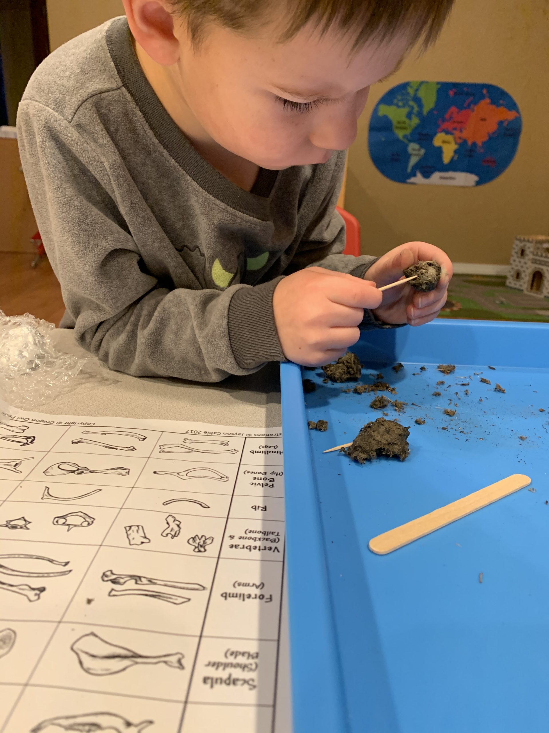 A child dissects an owl pellet to identify food sources